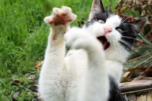 爱游戏电竞全站-日本奥运足球队展现新一代风采，日本足球 奥运会